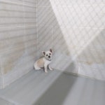 경북 영덕 남정면 구계리에서 흰색 강아지 발견 보호..차 지나가고 남겨짐