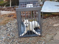 경남 함양군 함양남서로에서 흰색 믹스개 발견 보호