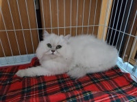 전북 전주 서신동 동아2차에서 페르시안 고양이 발견 보호