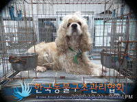 경기 포천 광릉수목원로에서 코카 스파니엘 발견 보호