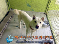 경기 포천 소흘읍 송우리에서 흰갈색 강아지 발견 보호