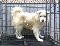 경기 이천 백사면 도지리에서 흰색 강아지 발견 보호