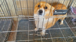 전북 남원 산동면사무소 앞에서 웰시 코기 발견 보호