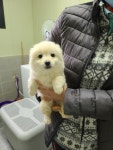 충남 당진시 오도삼거리 인근에서 흰갈색 어린 강아지 발견 보호
