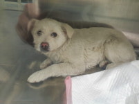 강원 춘천 신북읍 대덕길 24번지에서 흰색 강아지 발견 보호