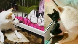 엄마가 돼 줄개..산책길에 냥줍한 아깽이 보듬어 준 강아지