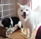 엄마가 돼 줄개..산책길에 냥줍한 아깽이 보듬어 준 강아지