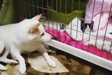 엄마가 돼 줄개..산책길에 냥줍한 아깽이 보듬어 준 강아지