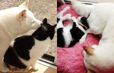 엄마가 돼 줄개..산책길에 냥줍한 아깽이 보듬어 준 강아지