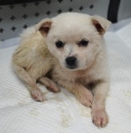 경기 용인 수지구 죽전동 쉴낙원 근처 도로에서 흰색 어린 강아지 발견 보호