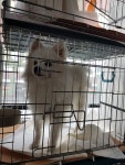 경기 하남 강남애니동물병원에서 스피츠 발견 보호