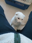 강원 양양 거마천로 정류장에서 스코티시 폴드 고양이 발견 보호