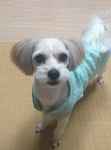 경북 포항시 북구 포항장량LH5단지에서 말티즈 믹스 강아지 발견 보호