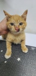서울 관악구 신림역에서 치즈태비 어린 고양이 발견 보호