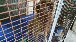 경남 남해 창선면 당항마을~대벽마을 고개 임도에서 래브라도 리트리버 발견 보호