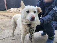 경기 광명 광명로 848번길에서 흰색 강아지 발견 보호