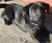 경남 창녕 계성면 봉산리에서 까만 래브라도 리트리버 발견 보호