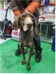 충남 부여읍 동문로 142번길에서 포인터 발견 보호