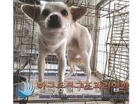 서울 강서구 염창동에서 흰색 강아지 발견 보호