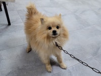 경북 포항시 오천리 섬안큰다리 인근에서 포메라니안 발견 보호