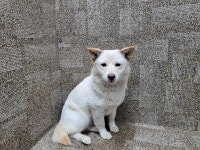 경북 경산 부제리 무지개연못에서 흰색 강아지 발견 보호