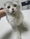 서울 관악구 신림동에서 스코티시 폴드 고양이 발견 보호