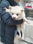 인천 부평 진산중학교에서 포메라니안 발견 보호