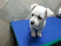 전북 전주 우아동 오동제공원에서 흰색 강아지 발견 보호