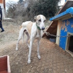 전북 김제 진봉면 거전길에서 그레이 하운드 발견 보호