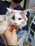 서울 관악구 신림동 복은길에서 렉돌 고양이 발견 보호