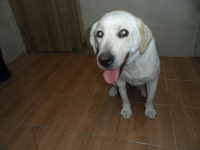 서울 동작구 상도역 근처에서 래브라도 리트리버 발견 보호