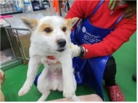 충남 부여아울렛에서 흰노랑색 강아지 발견 보호