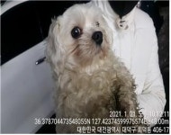 대전 대덕 읍내동에서 말티즈 발견 보호
