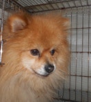 대구 북구 매전로 이코노마트 앞에서 포메라니안 발견 보호