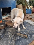 경남 거제 사등면 지석1길에서 아이보리색 강아지 발견 보호
