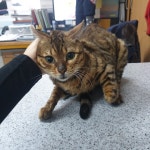 광주 북구 임동에서 걸검정색 믹스 고양이 발견 보호