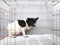 경기 여주 상동 주내로에서 흰검정색 강아지 발견 보호