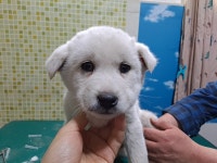 충남 아산 음봉면 월암로에서 흰색 강아지 발견 보호