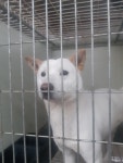 경기 화성 병점동로 120-5에서 흰색 강아지 발견 보호