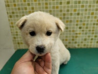 충남 아산 둔포면 윤보선로에서 베이지색 어린 강아지 발견 보호