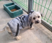 전남 곡성 오곡면 압록리에서 흰색 강아지 발견 보호