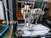 경남 고성 상리면 삼상로에서 크림색 강아지 발견 보호