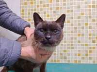 충남 아산 배방읍 남동교차로 화훼단지에서 샴 고양이 발견 보호