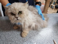 광주 서구 풍암동에서 페르시안 고양이 발견 보호