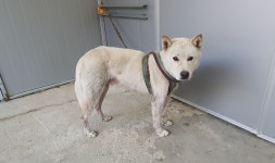 경북 경산 옥곡동에서 진도 믹스 강아지 발견 보호..철길변 구조