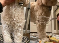 댕댕이 털에 붙은 눈덩이 쉽게 떼는 비법..`거품기로 신박하개!`