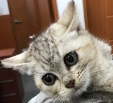 전북 전주 초당길 60-39에서 갈흰검정색 어린 고양이 발견 보호