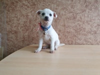 전남 순천시청 당직실에서 흰색 어린 강아지 발견 보호