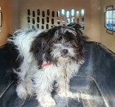 경북 김천 김천여중 후문에서 강아지 발견 보호..펜스에 묶여