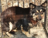 경남 창녕 창녕읍 용석리에서 블랙탄색 강아지 발견 보호